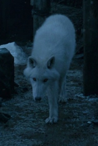 Comment s’appelle le loup de Jon Snow ?