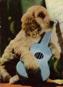 Quel animal joue de la guitare ?