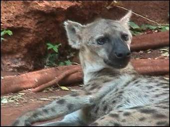 Ta hiena jest: