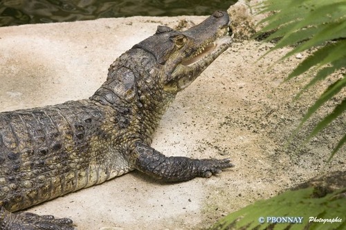 Quelle particularité le crocodile ne possède pas ?