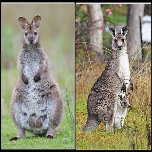 Sur cette photo se trouve un kangourou et un wallaby.