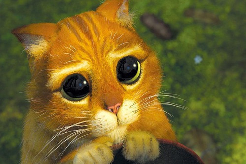 Qui est ce chat au doux regard ?