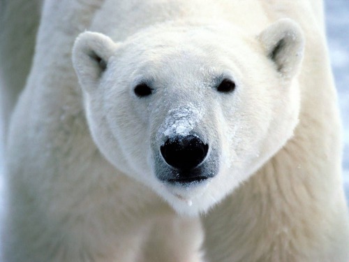 Où se situe l'aire de répartition de l'ours polaire ?