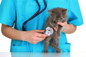 Quel médecin est spécialisé dans les soins aux animaux ?