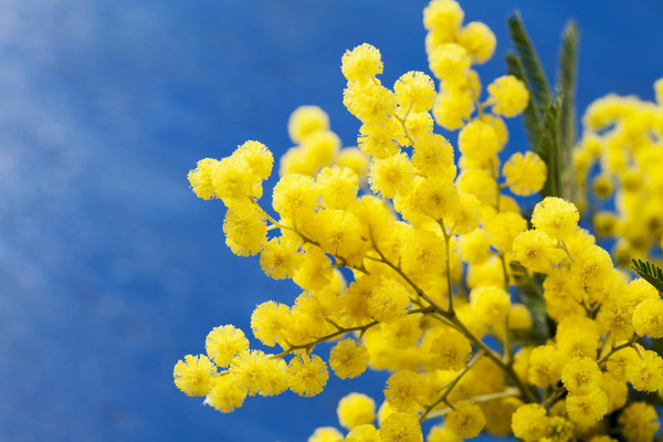 Donnez le nom usuel, le nom botanique et la famille de cette fleur ?