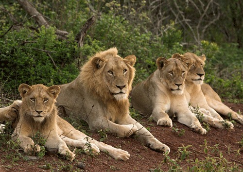 Comment s'appelle une famille de lions ?
