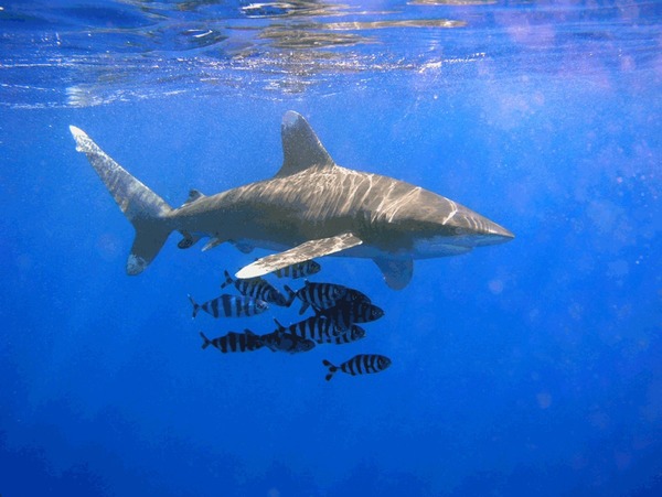 Le requin Océanique est aussi appelé le requin ?