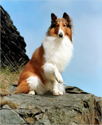 Quelle est la race du chien dans "Lassie" ?