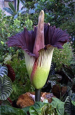 L'Arum titan est la fleur la plus haute du monde (plus de 3m de haut), c'est une fleur-cadavre à l'odeur pestilentielle comment l'appelle-t-on aussi ?