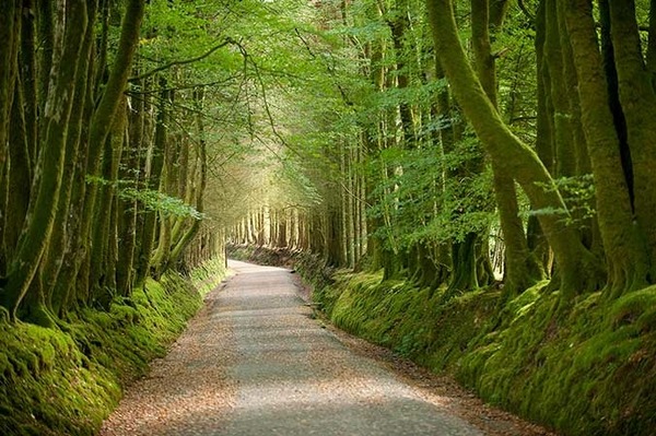 Quelle forêt domaniale est la plus grande du département du Finistère ?