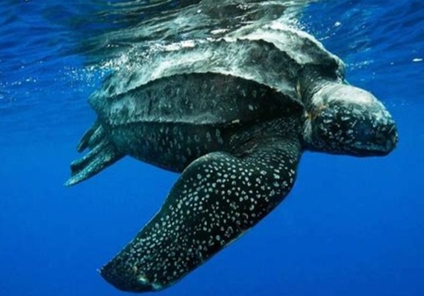 Quelle est la plus grande tortue marine ?