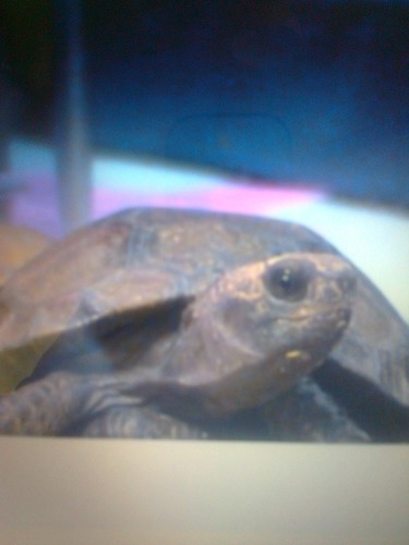 Le nom de cette tortue est :