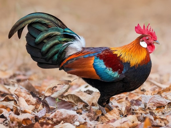 Cet oiseau est le principal ancêtre sauvage de tous les poulets d'aujourd'hui, il vivait (et vit encore) sur quel continent ?