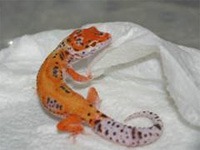 Quelle est la phase de ce gecko léopard ?