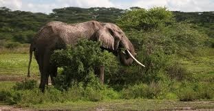 Grandes oreilles, dos creusé, les femelles ont pratiquement toujours des défenses, c'est l'éléphant d'Asie  !