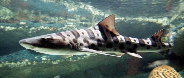 Lequel de ces termes est également utilisé pour désigner les requins ?