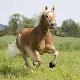 Vrai ou faux : Le cœur d’un cheval pèse entre 3 et 5 kg (6, 5 et 11 lb).