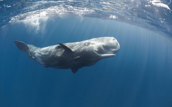 L’animal marin capable de nager au plus profond de la mer est :