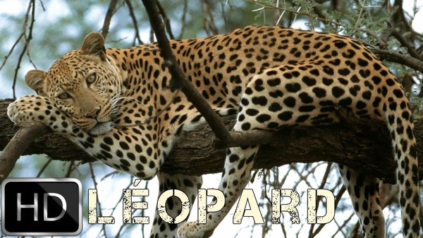 Le léopard peut être confondu avec...