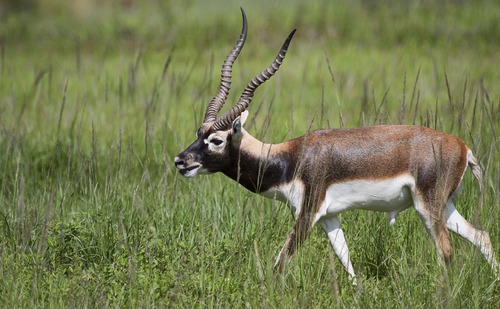 D'où peut bien venir l'antilope cervicapre ?