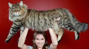 Combien mesure le plus grand chat du monde ?