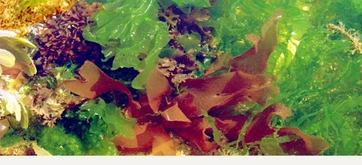 Quel est le principal critère de classification des algues ?