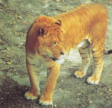 Quel animal et le croisement d'un tigre et d'une lionne ?