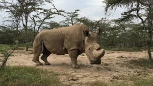 Pourquoi le rhinocéros blanc peut attaquer tout ce qui se trouve sur son passage ?