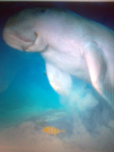 Habitat du dugong mammifère marin :