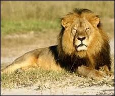 L'histoire se déroule au Kenya et raconte la relation entre Patricia et King, le lion qu'elle a recueilli alors qu'il était encore petit. Qui a écrit "Le Lion" en 1958 ?