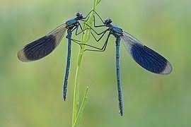 Quels insectes, de leur vrai nom zygoptères, se font appeler demoiselles ?