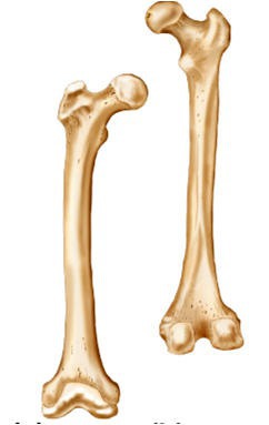 Quel est l'os le plus long du corps humain ?