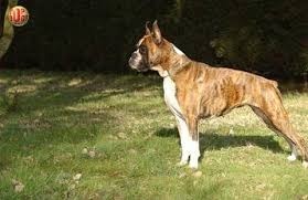 Quelle est la race de ce chien ?