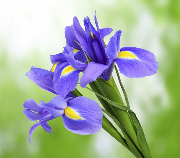 Donnez le nom usuel, le nom botanique et la famille de cette fleur?