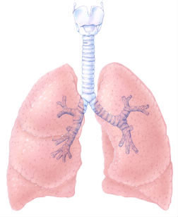 Le poumon gauche est plus grand que le poumon droit ?