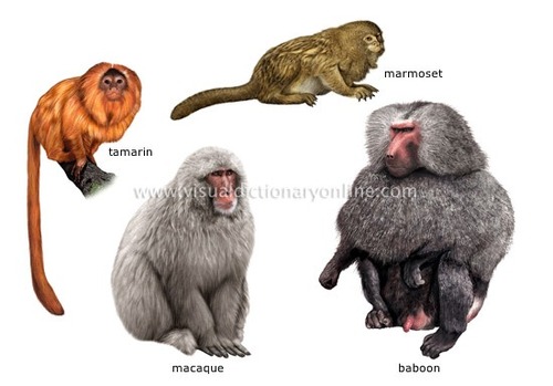 Quel primate est le plus proche de l'Homme ?