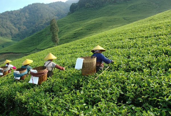 Quel pays est le plus important producteur de thé du monde ?