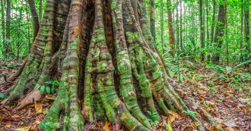 Le Wakapou est un arbre originaire de quel pays ?