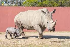 Quel événement rarissime s’est produit autour de la naissance d’un rhinocéros au Safari de Peaugres, en 2019 ?