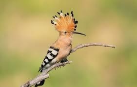 Cet oiseau vient nicher chez nous !