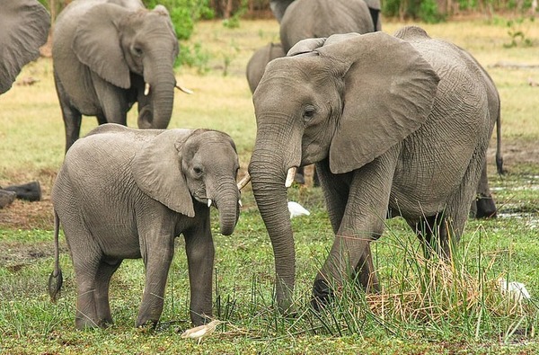 Combien de temps dure en moyenne la gestation d'une éléphante ?