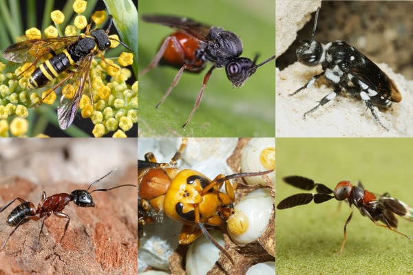 Quels insectes sont des hyménoptères tout comme les fourmis ?
