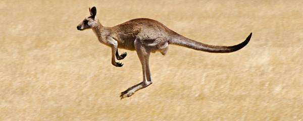 Laquelle de ces espèces de Kangourous australiens n'existe pas ?