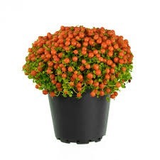 Donnez le nom usuel de cette plante :
