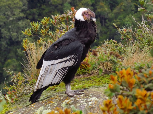 Quel oiseau figure sur le drapeau de l’Équateur ?