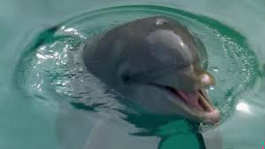 Comment s'appelle le dauphin au Marineland ?
