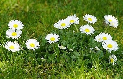 Ces fleurs sont :