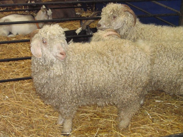 Quel est le nom de l'espèce de chèvre célèbre pour sa laine ?