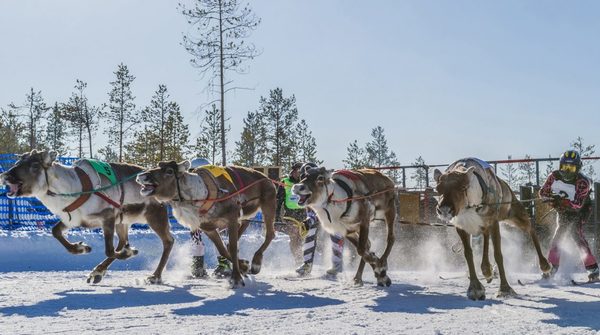 Dans certaines régions du globe, il est possible d'assister à des courses de rennes