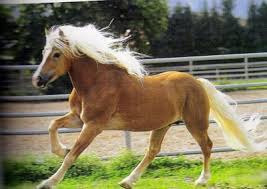 Comment s'appelle ce poney ?